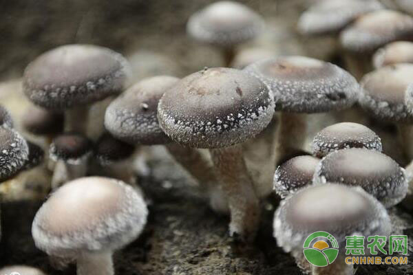 香菇的種植方法要點(diǎn)